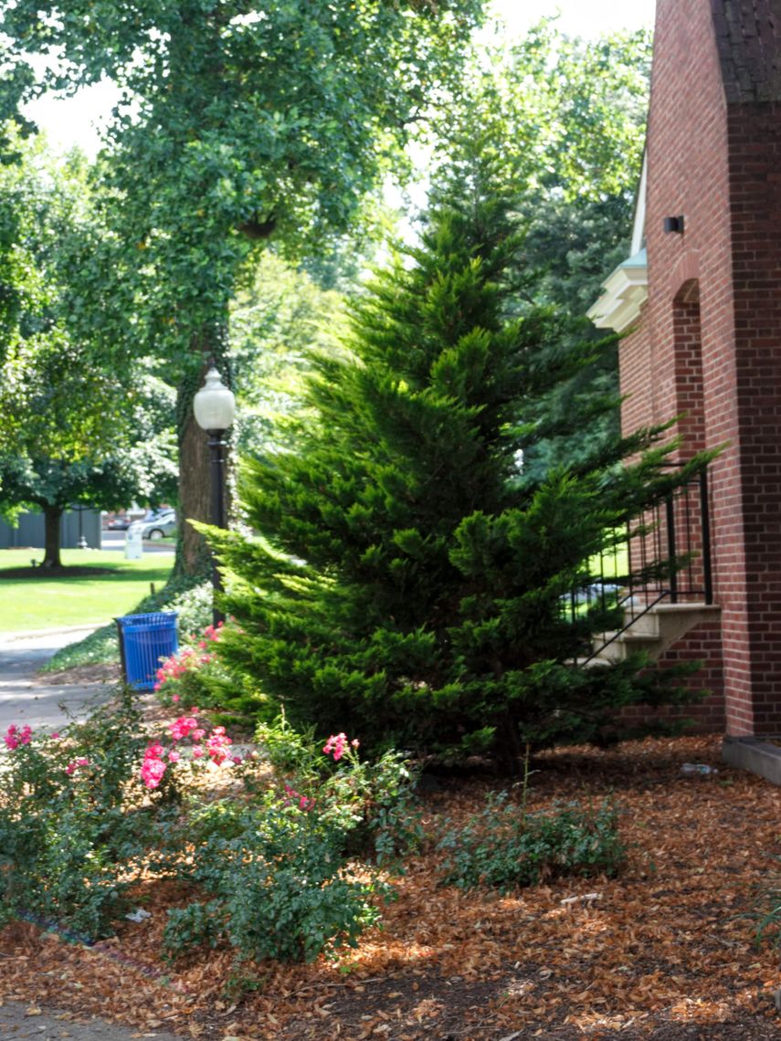 Leyland Cypress Tree