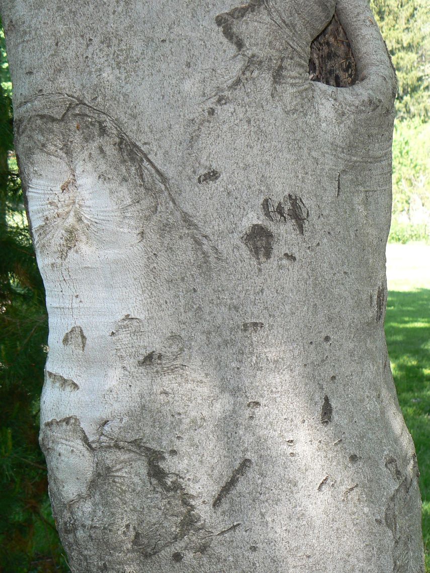 American Beech Bark