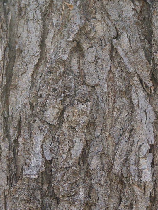 American Elm Bark