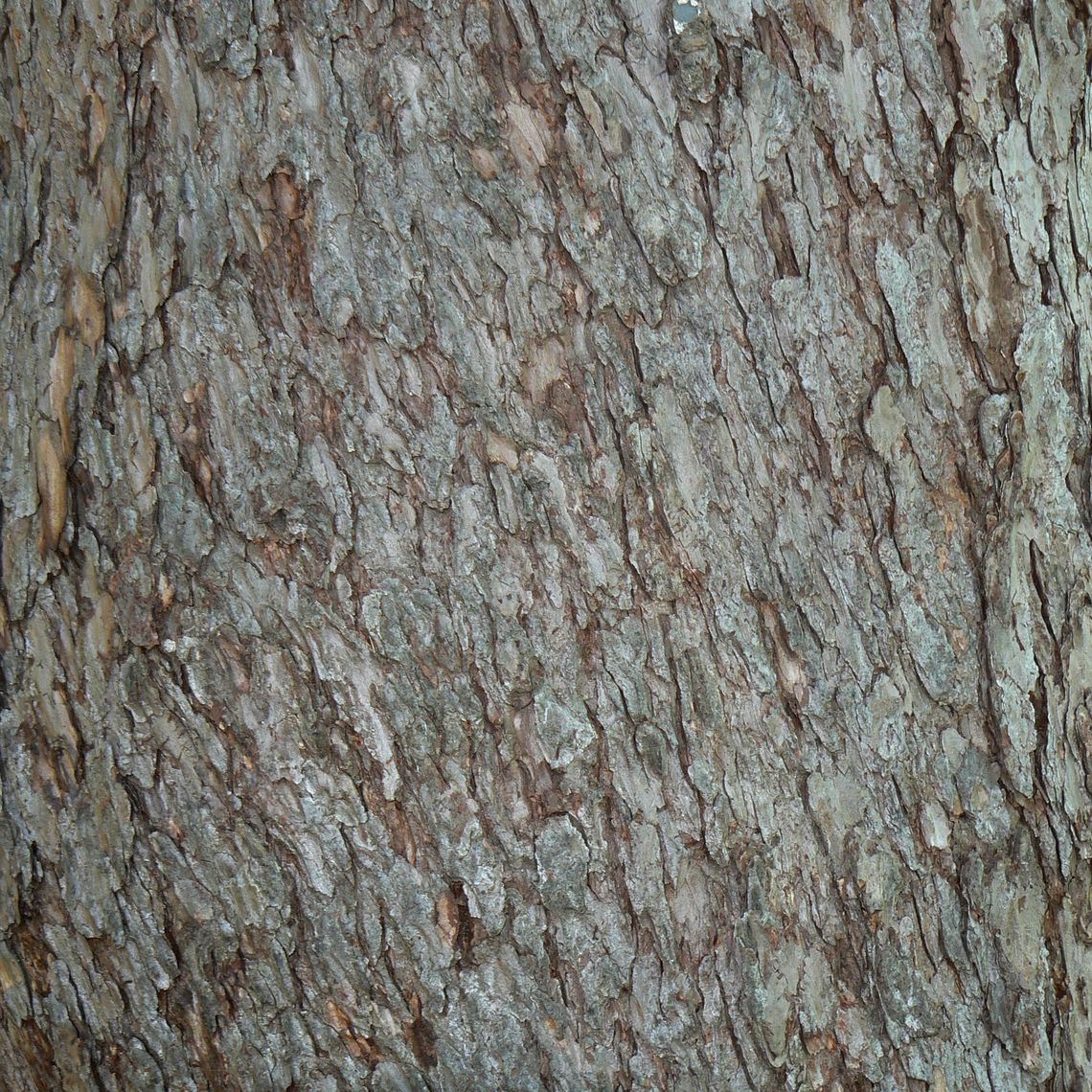 european larch bark