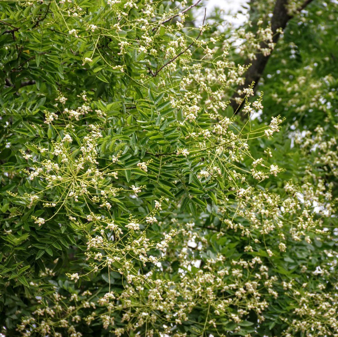 Japanese Pagoda Tree