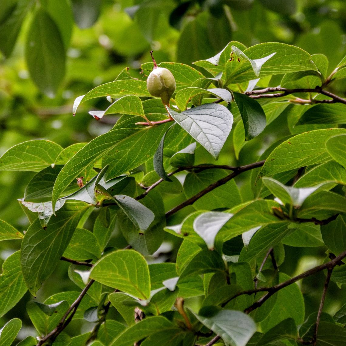 Japanese Stewartia