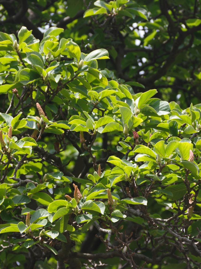 Saucer Magnolia Leaves