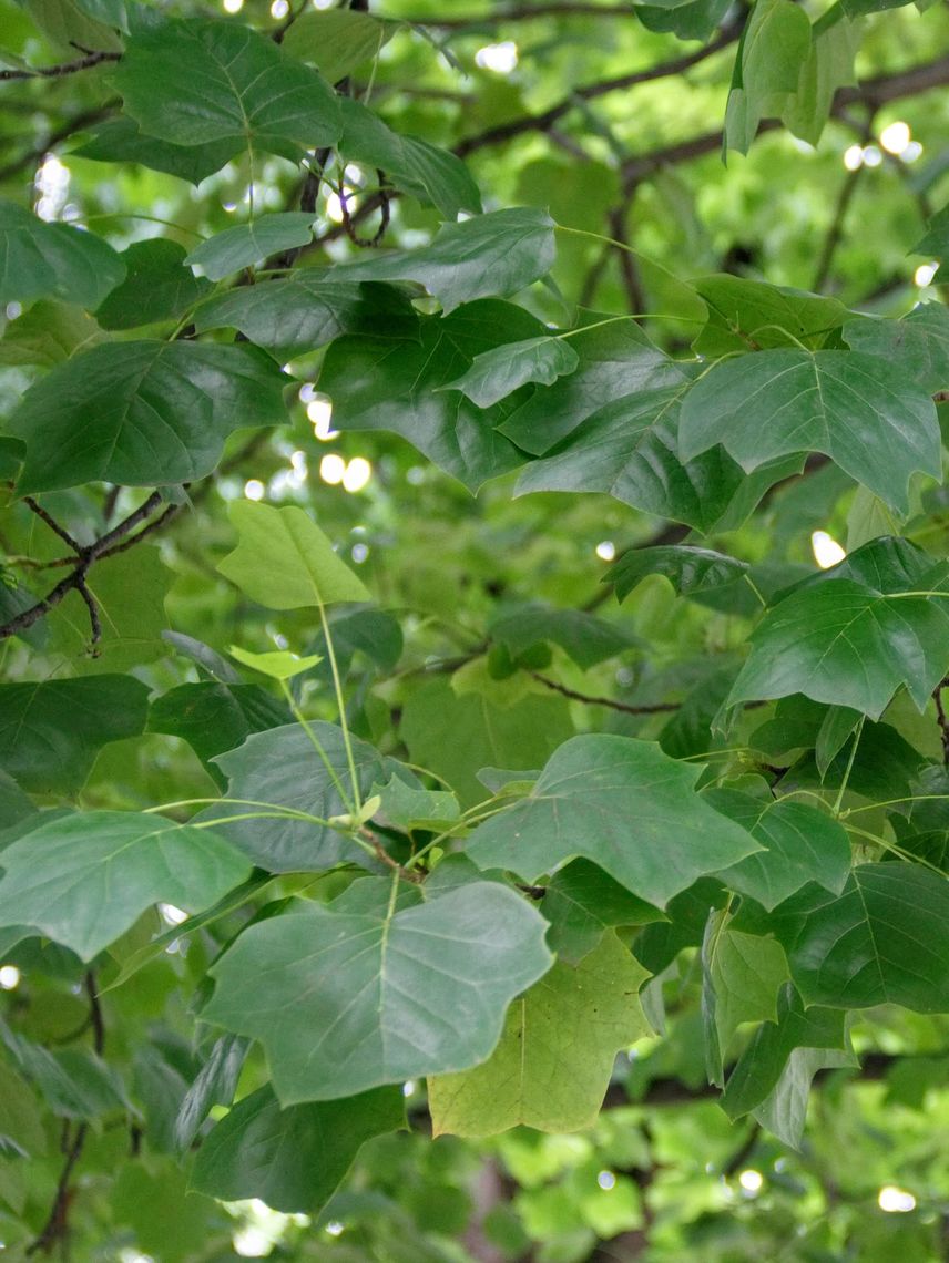 Tulip Tree leaves