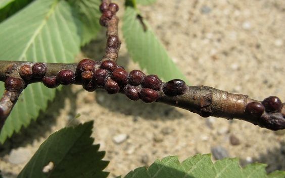 European Fruit Lecanium Image