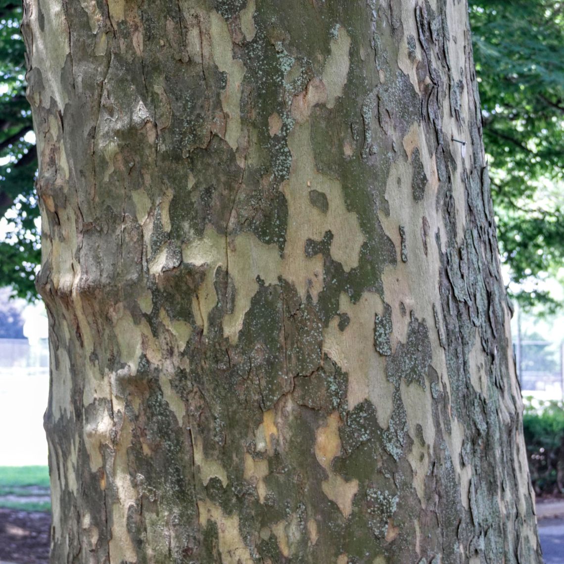 London Plane Tree bark