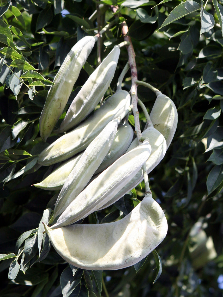 Kentucky Coffee Tree Fruits