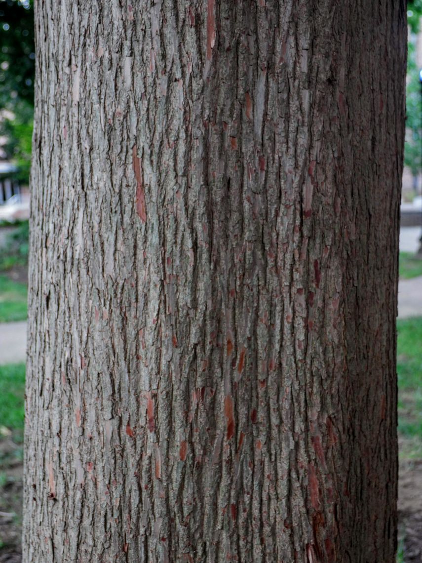 Baldcypress Bark