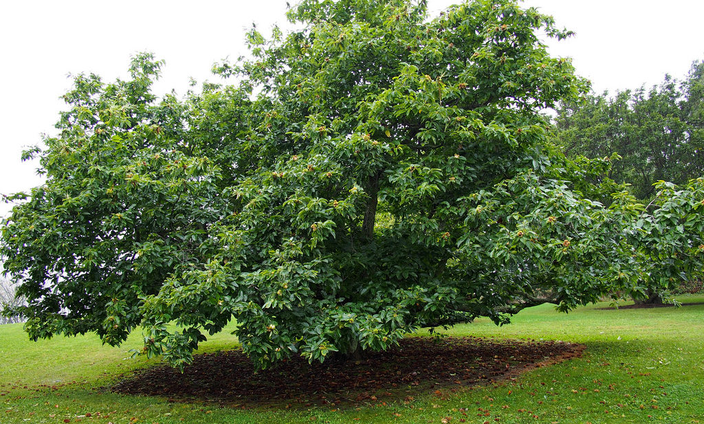 Chinese Chestnut photo by D. H. Richards