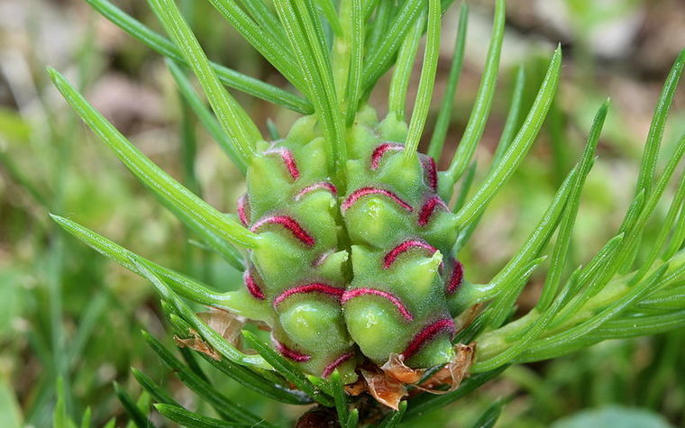 Eastern Spruce Gall Adelgid Image