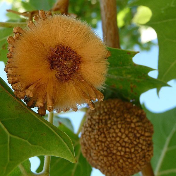 American Sycamore  seed