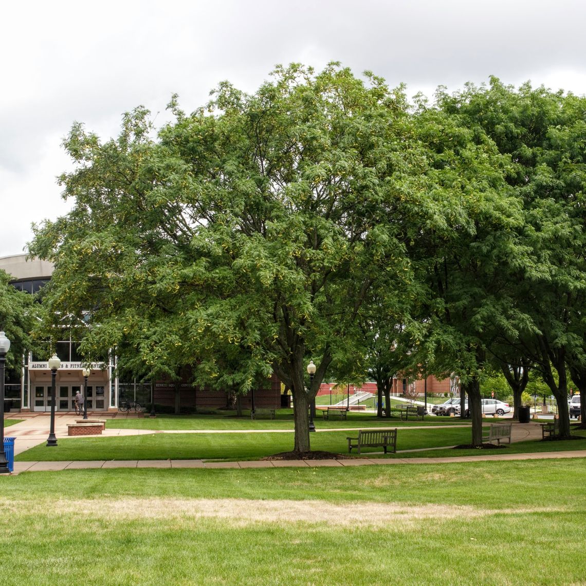 Thornless Common Honey Locust  Tree