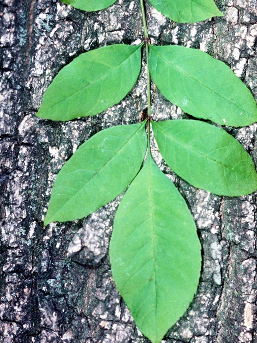 Green Ash Leaf