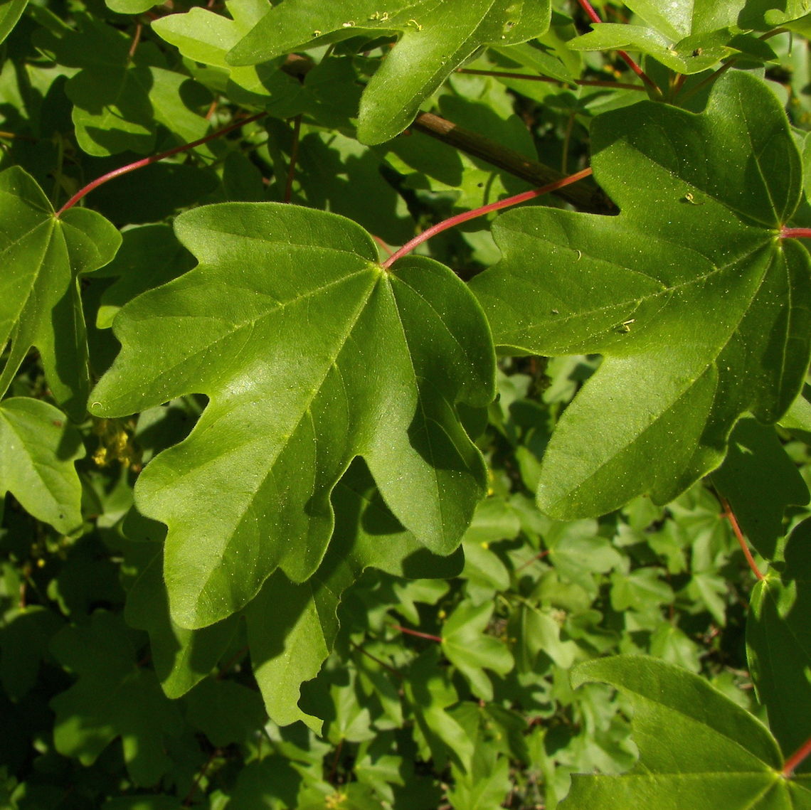 hedge maple leaves