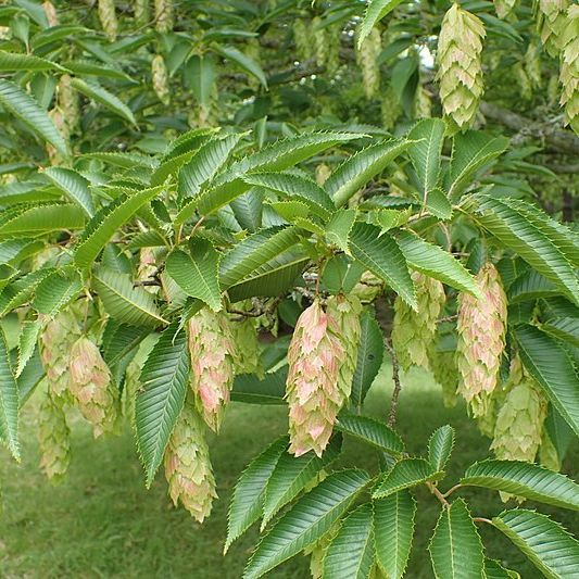 Carpinus japonica