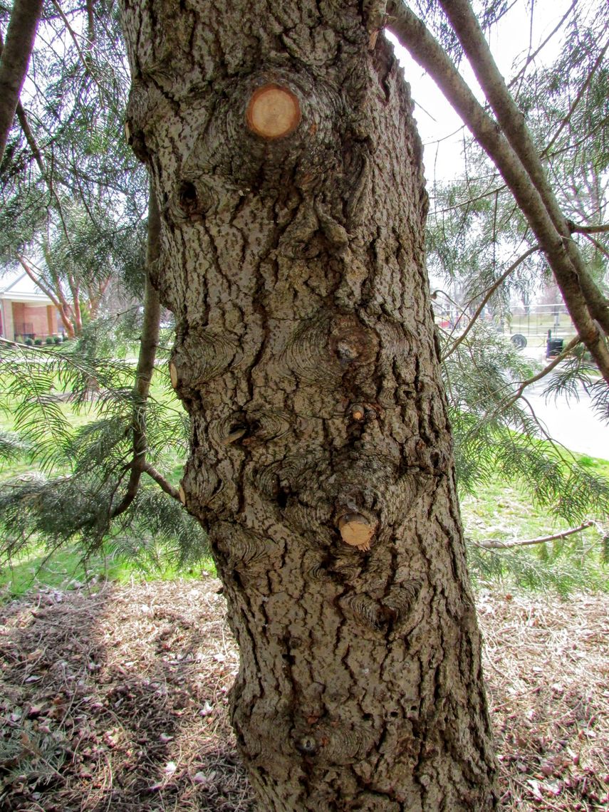 White Fir Bark