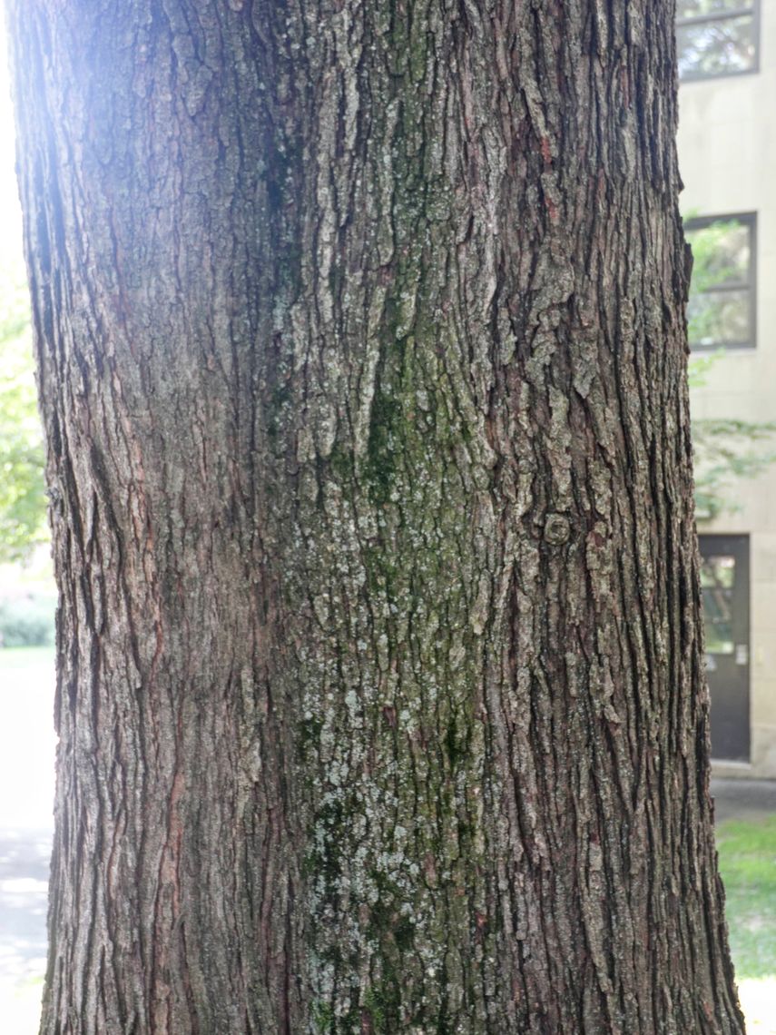 Red Maple bark