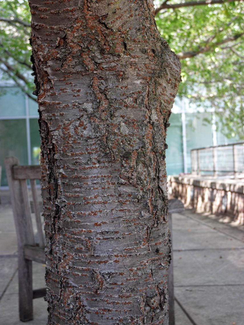 Weeping Cherry Tree Bark