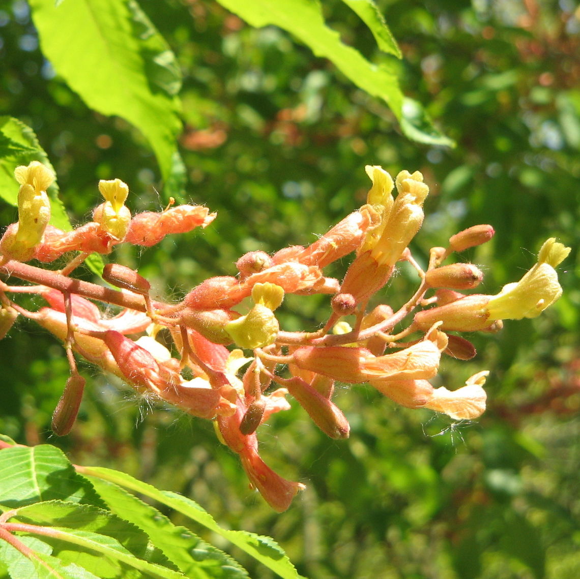 Yellow Buckeye Flower