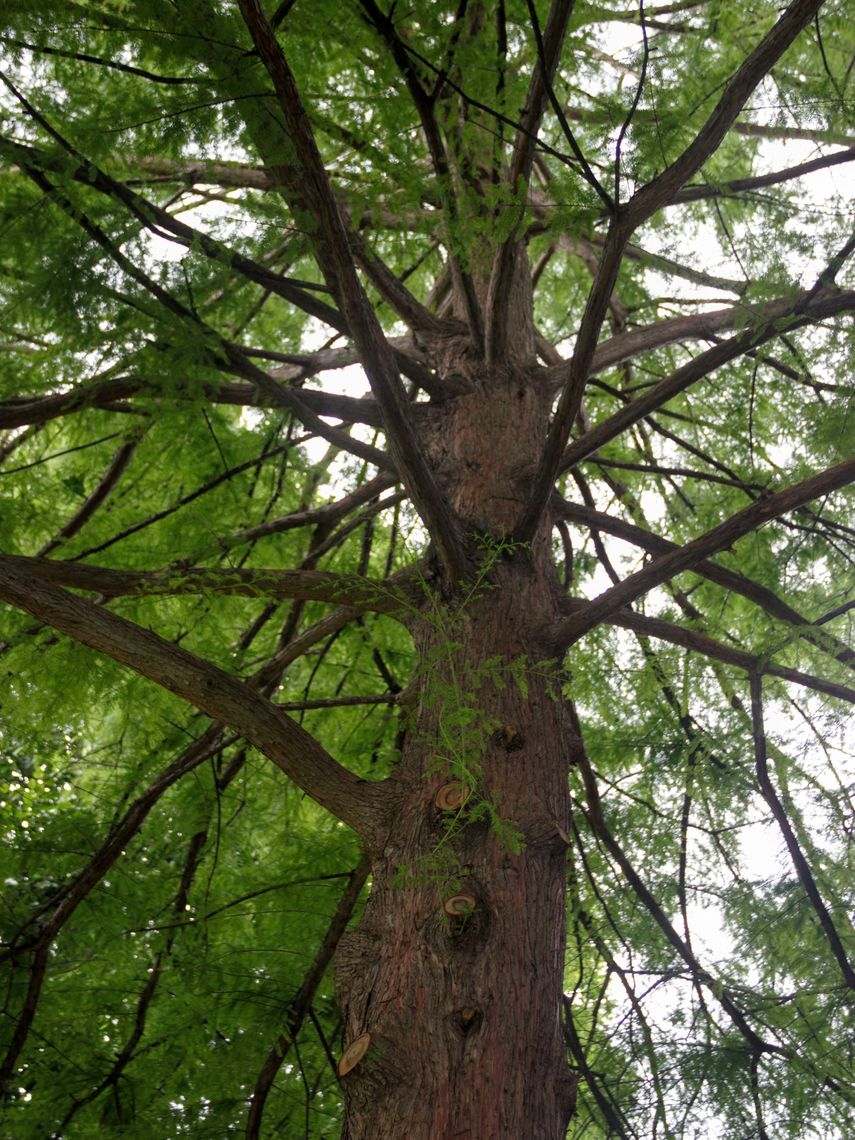 Baldcypress  view from bottom of the tree