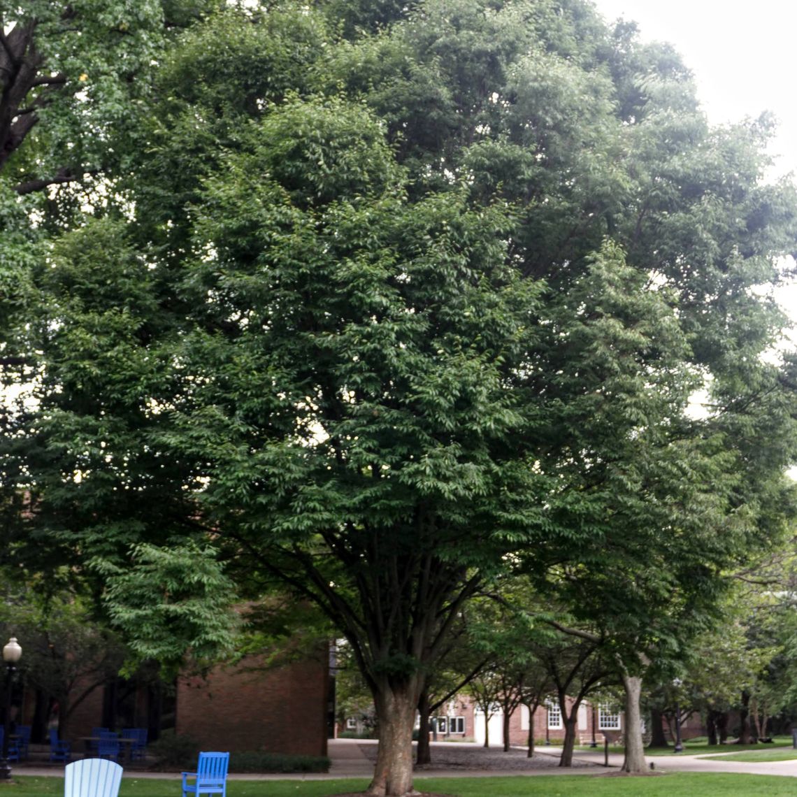 Japanese Zelkova