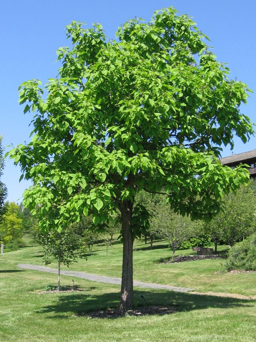 Northern Catalpa