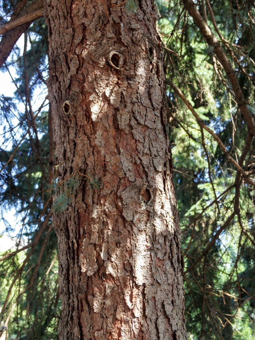 Colorado Blue Spruce  bark