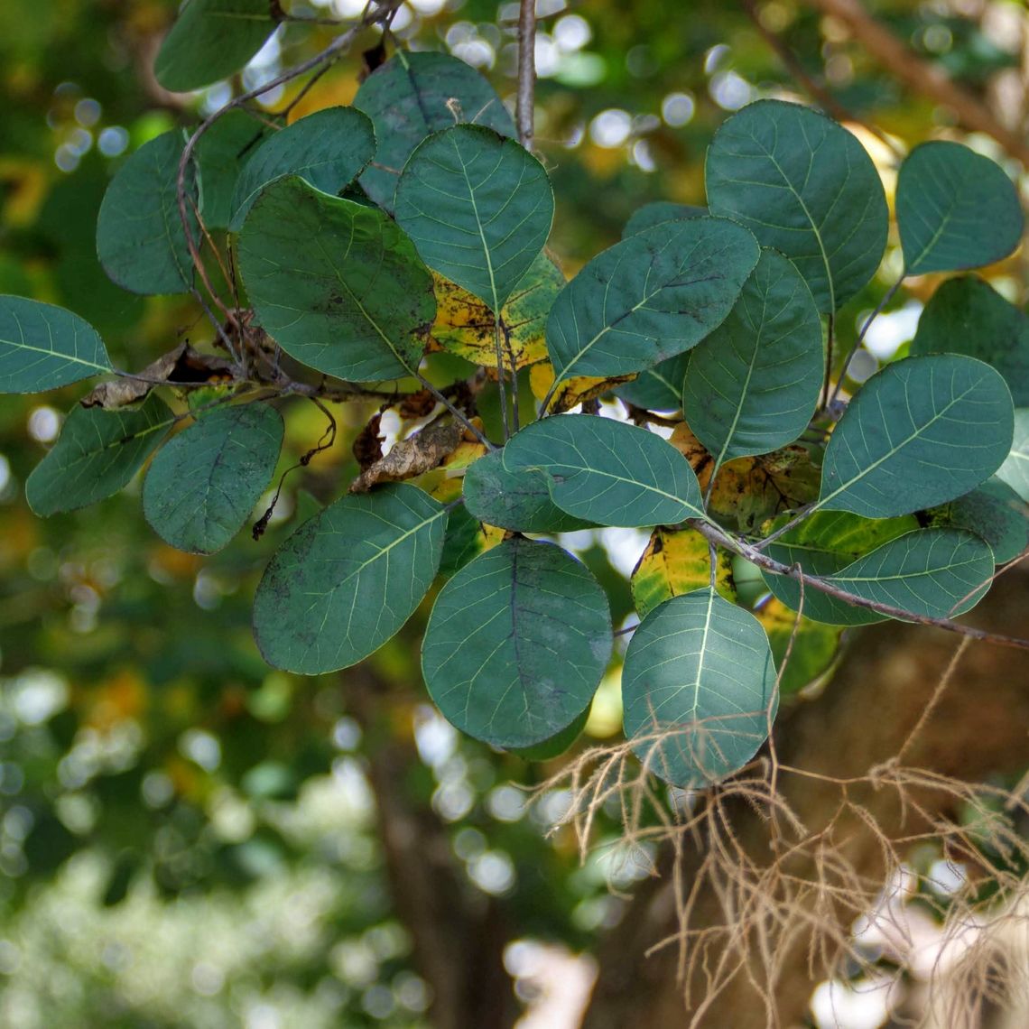 smoketree tree leaves