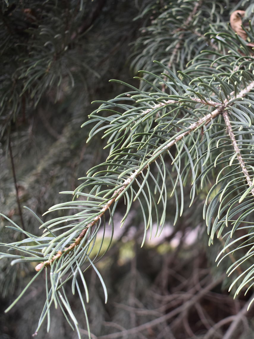 White Fir Needles