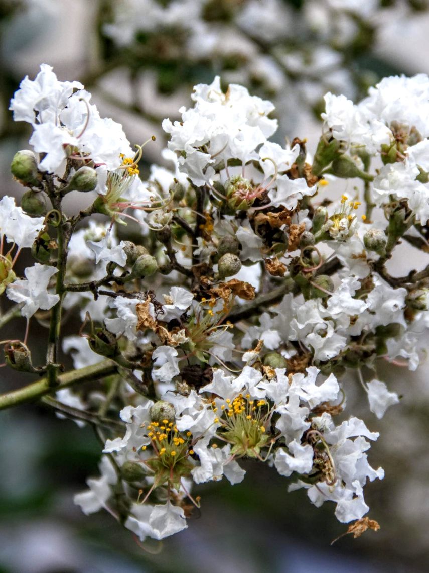 Crape Myrtle Flowers