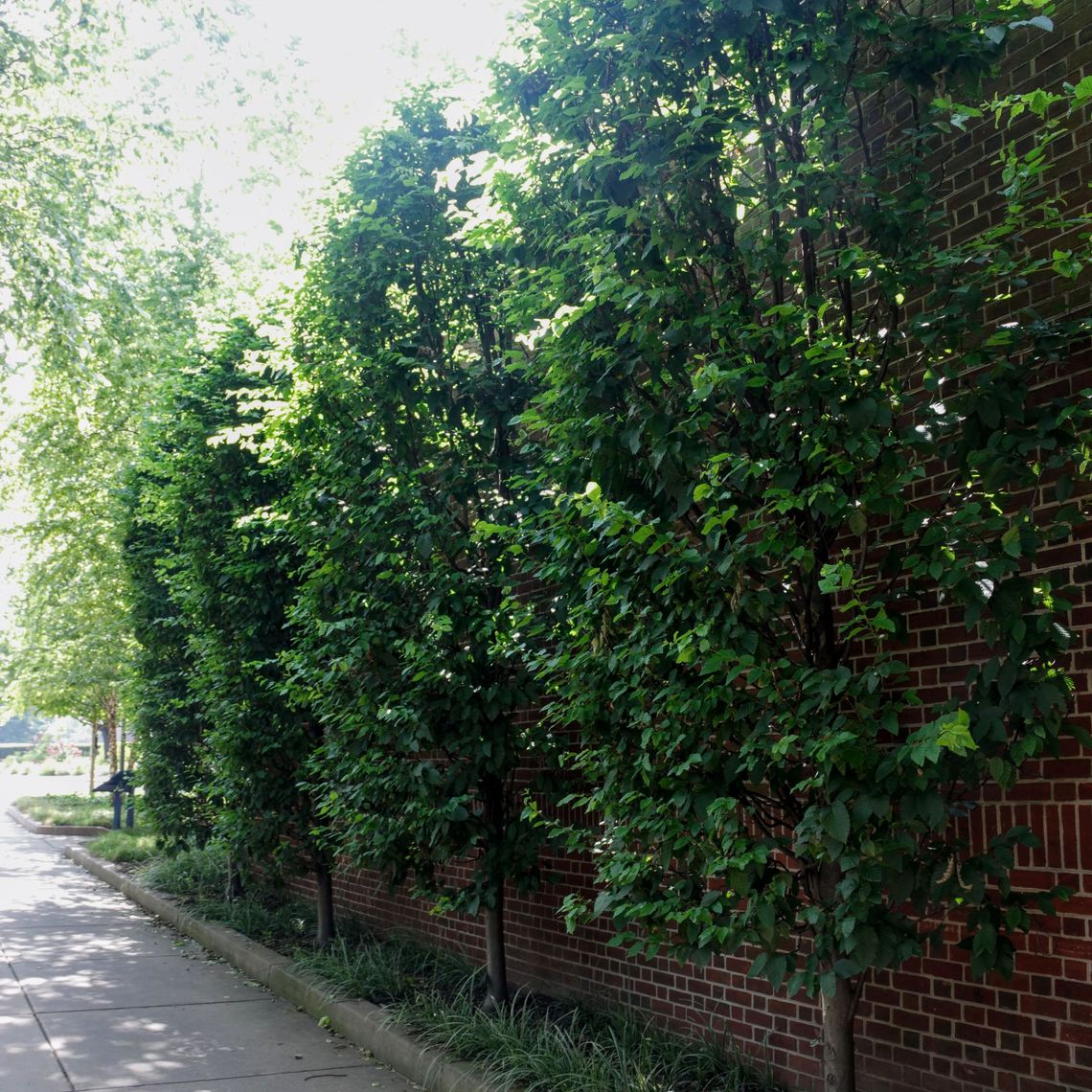 European Hornbeam Tree