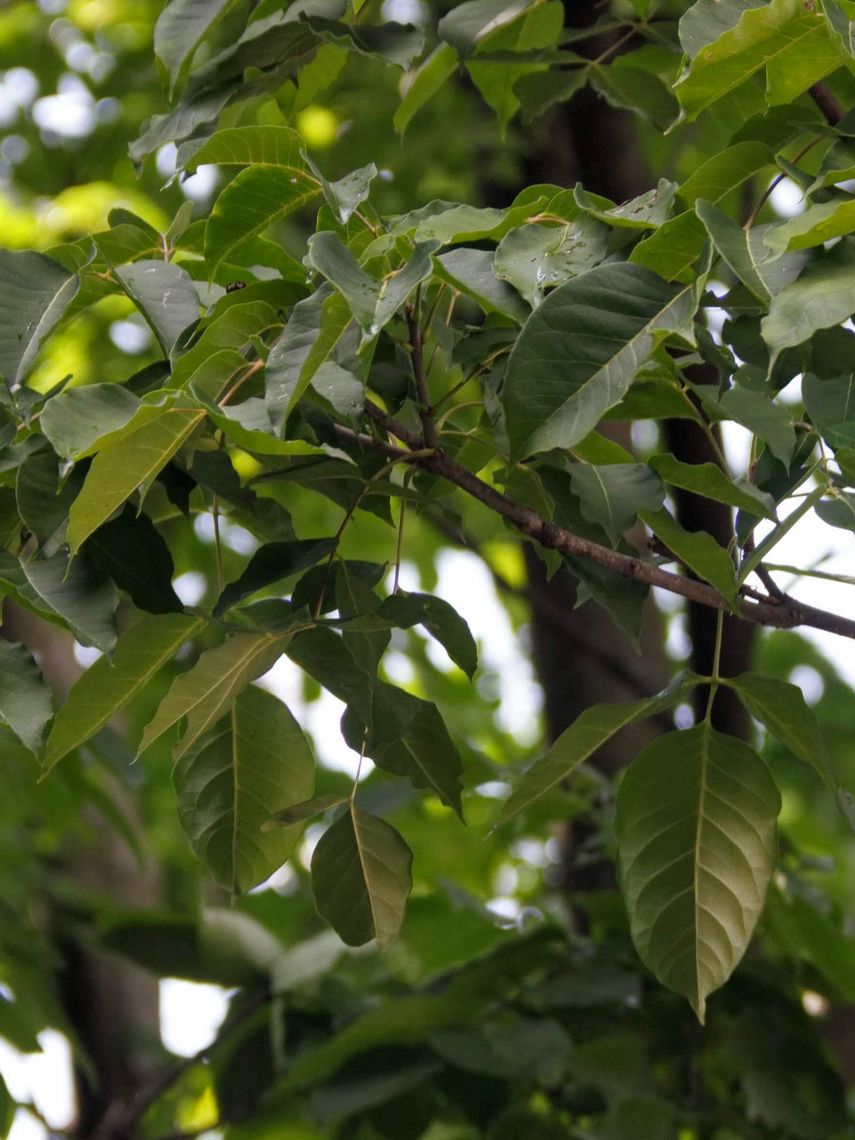 Yellowwood leaves