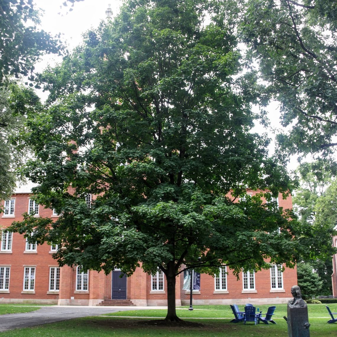 Norway Maple