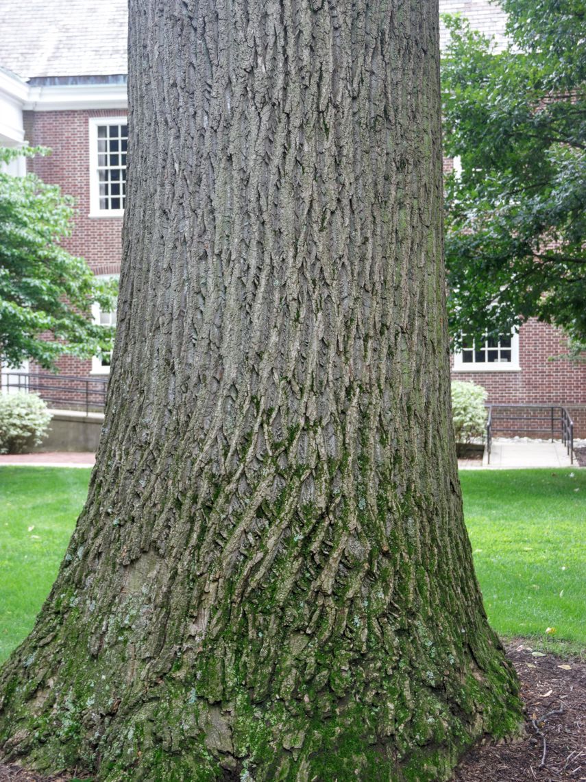 Tulip Tree bark