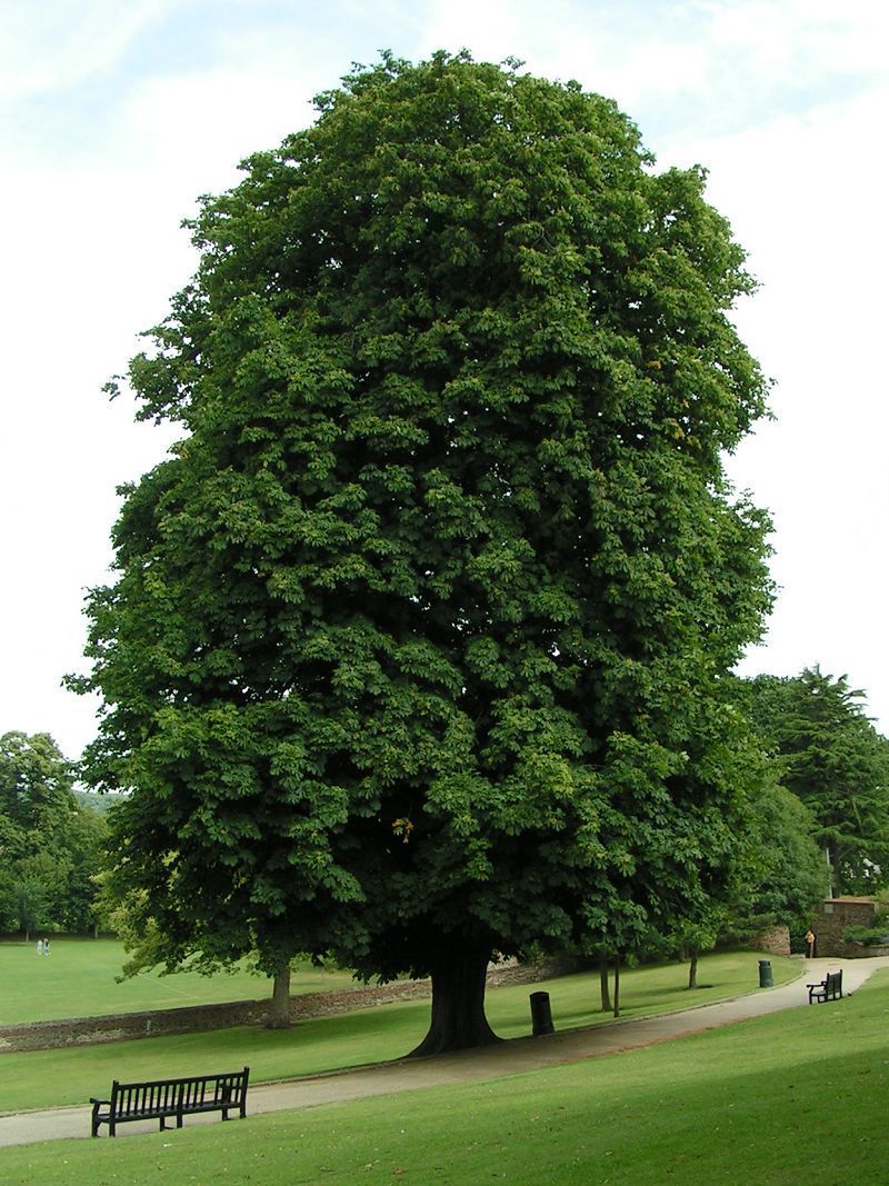 Mature Horse Chestnut