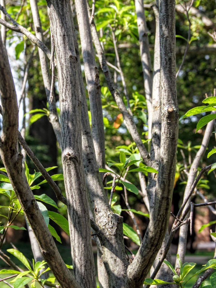 Franklinia Tree Bark