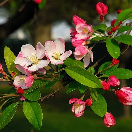 Crabapple Flowers