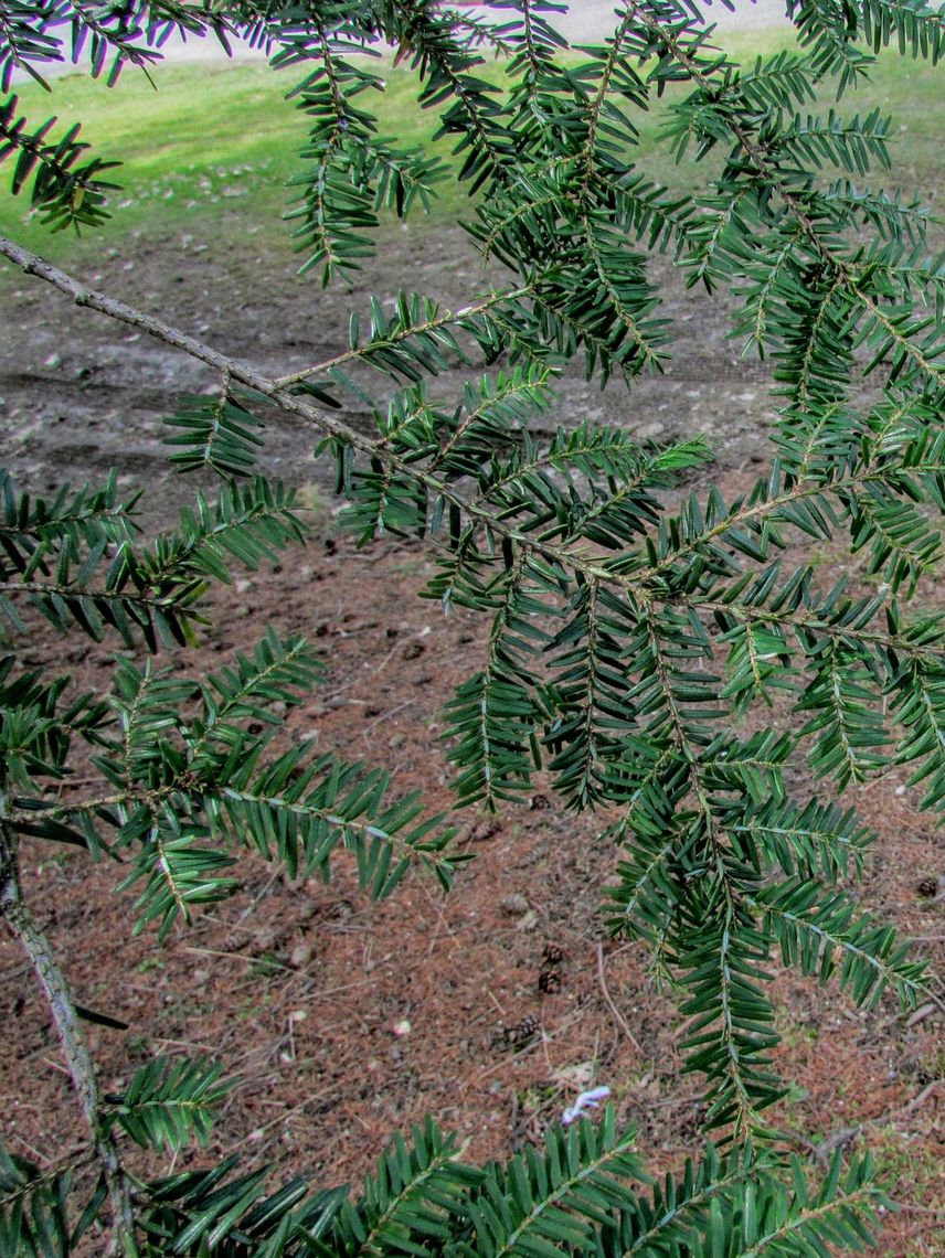 Carolina Hemlock needles