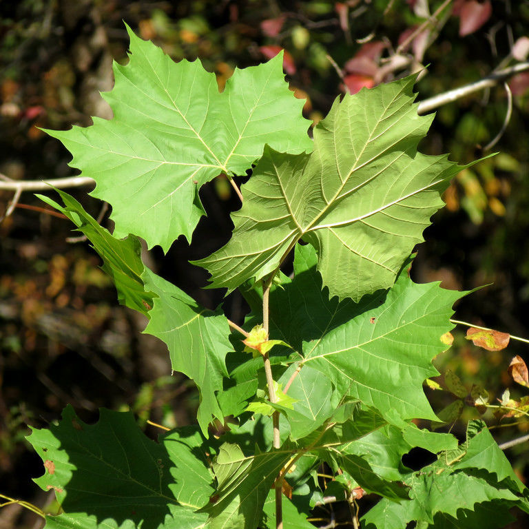 American sycamore leaves