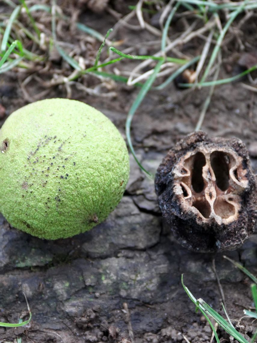 Black Walnut seed