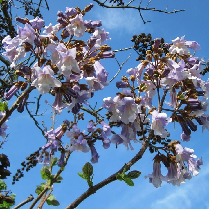 princess tree flowers