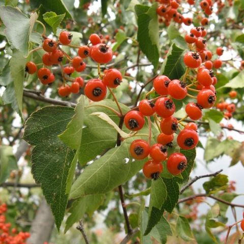 crataegus phaenopyrum leaves and fruits