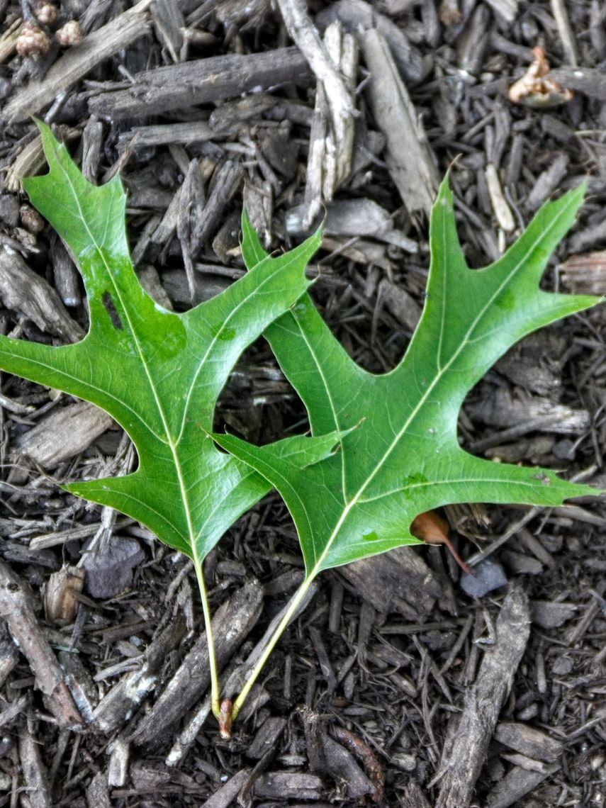 Pin Oak