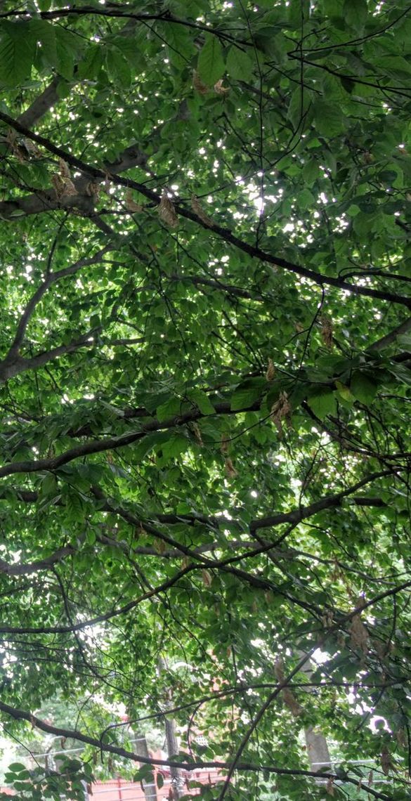 European Beech view from bottom of tree