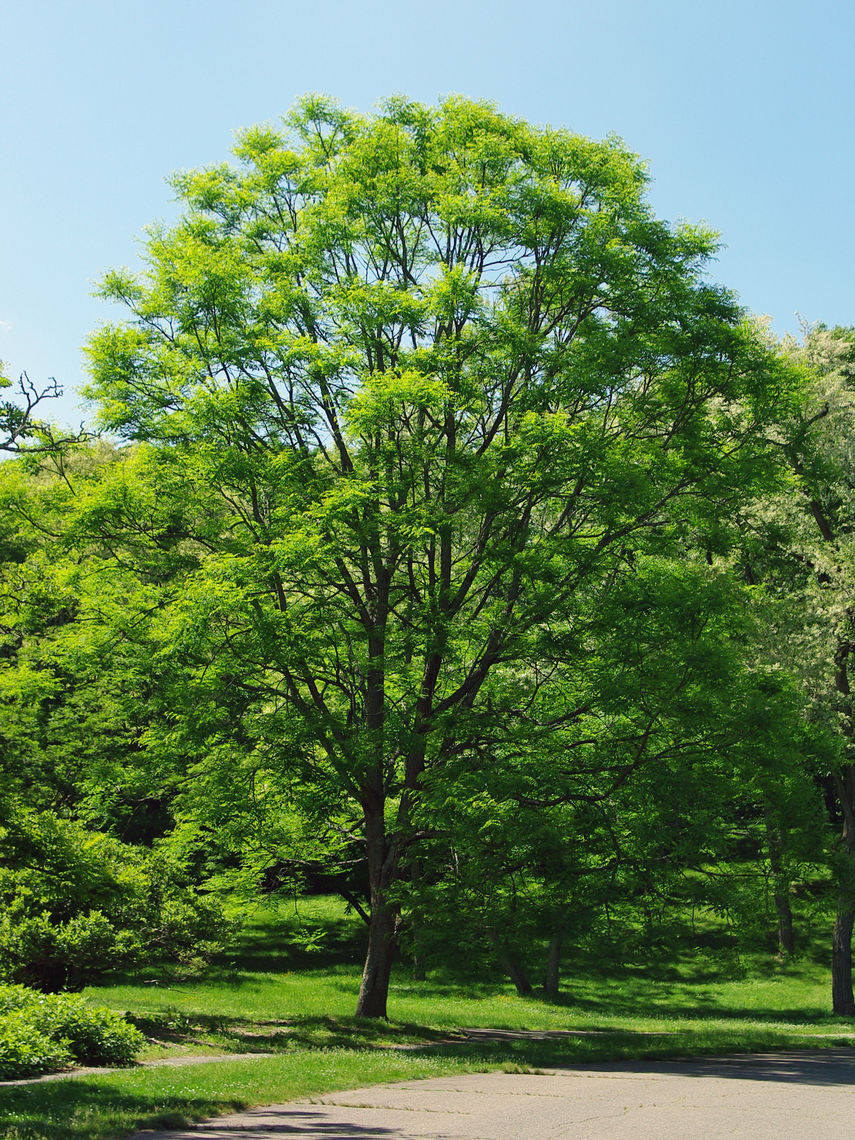 Kentucky Coffee Tree