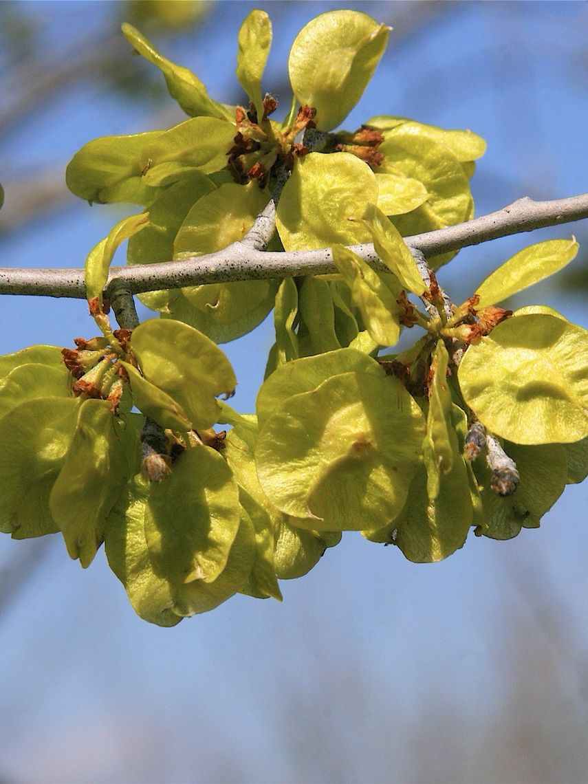 slippery elm seeds