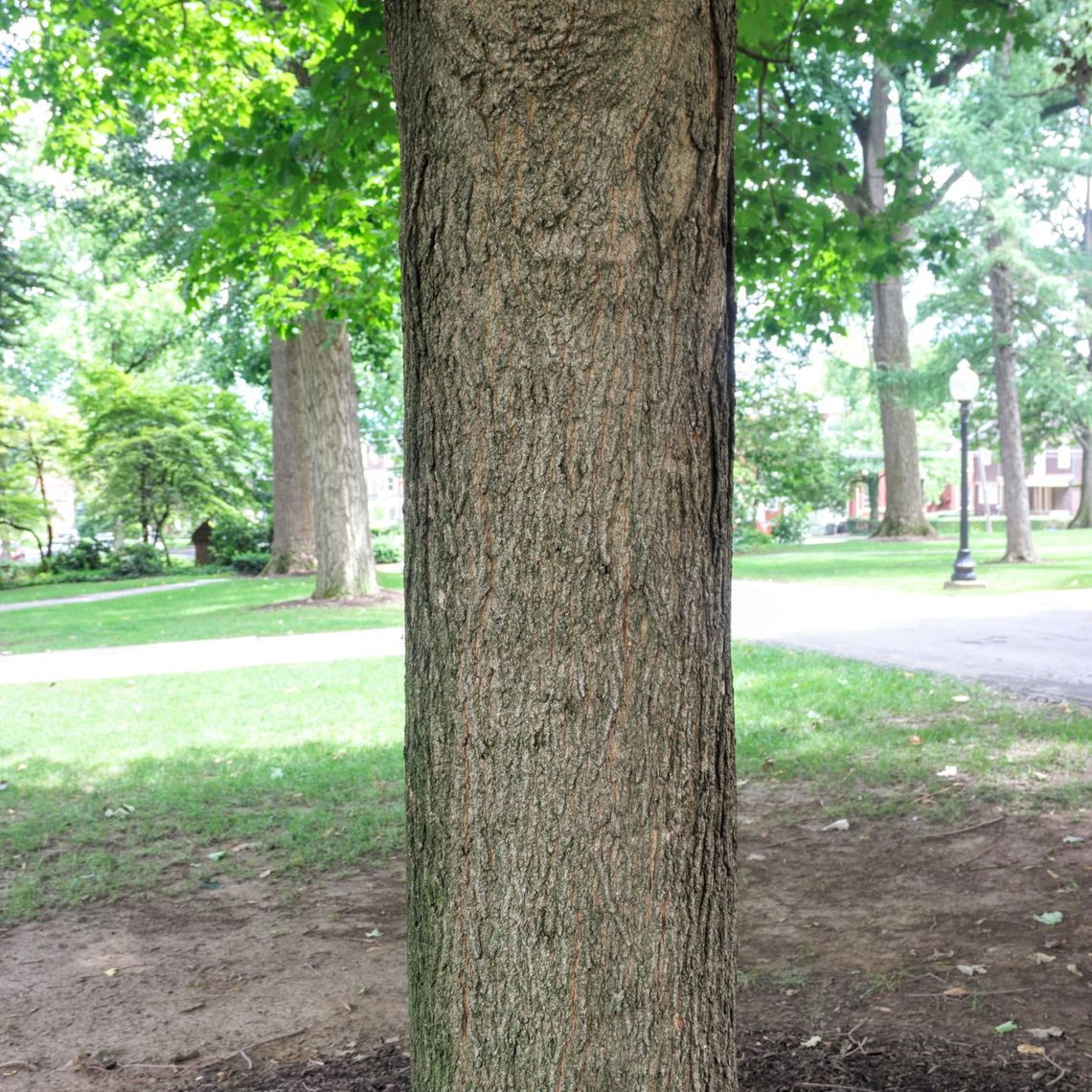 Norway Maple  bark