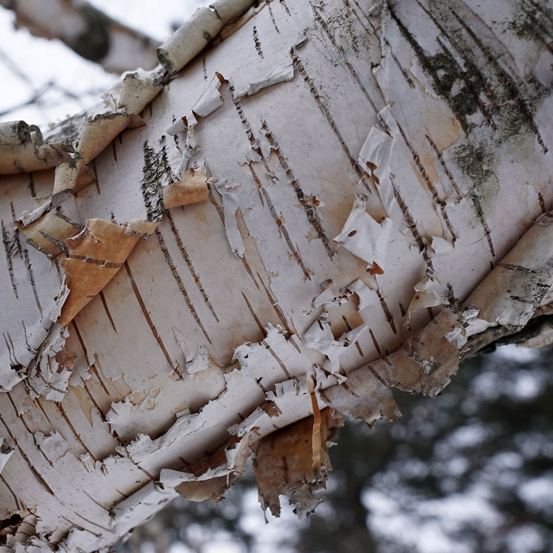 Paper Bark Birch Bark