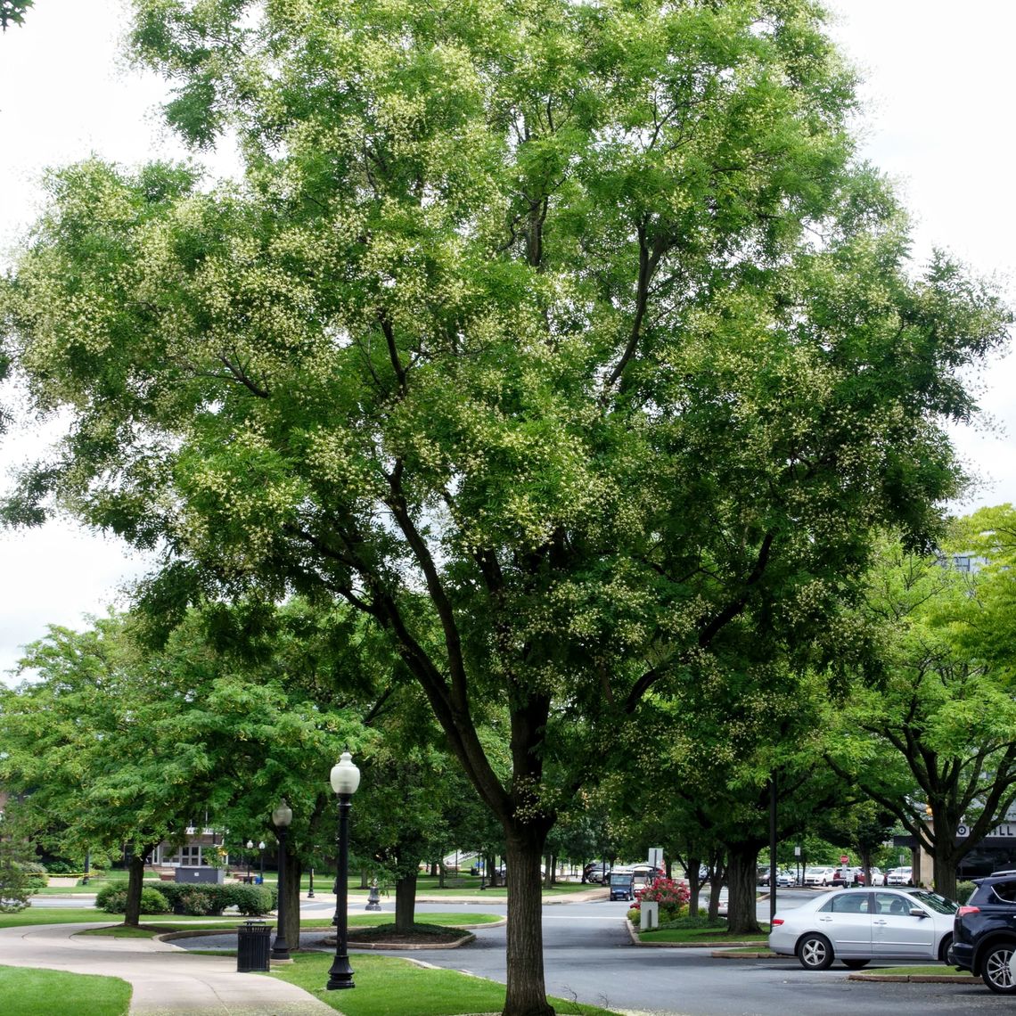 Japanese Pagoda Tree