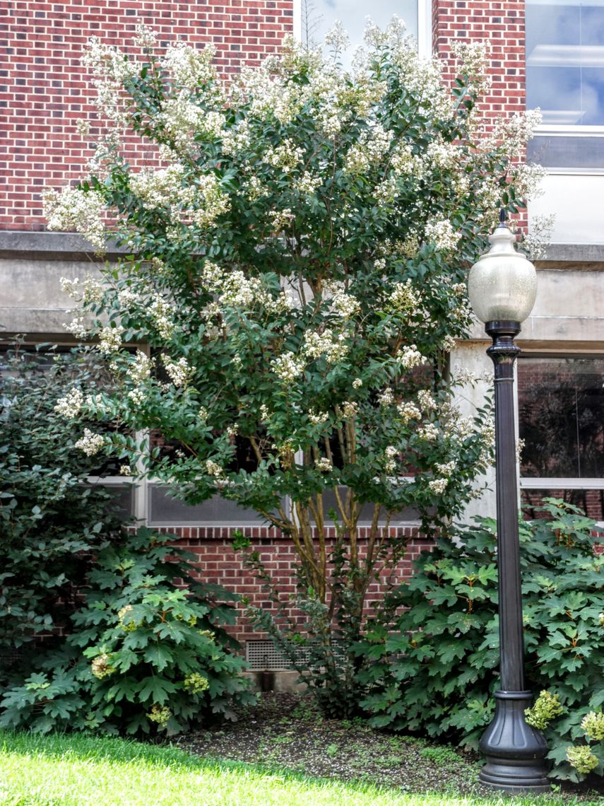 Crape Myrtle Tree